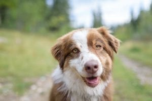 Holl koll på hur du får vandra med hund