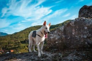 Planera noggrant före vandring med hund