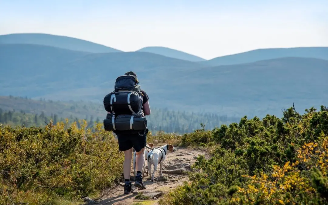 Bestiga Kebnekaise med hund