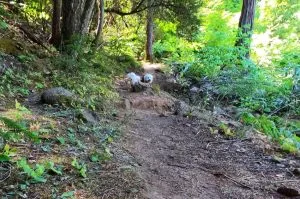 Håll koll på säkerheten vid hundvandring