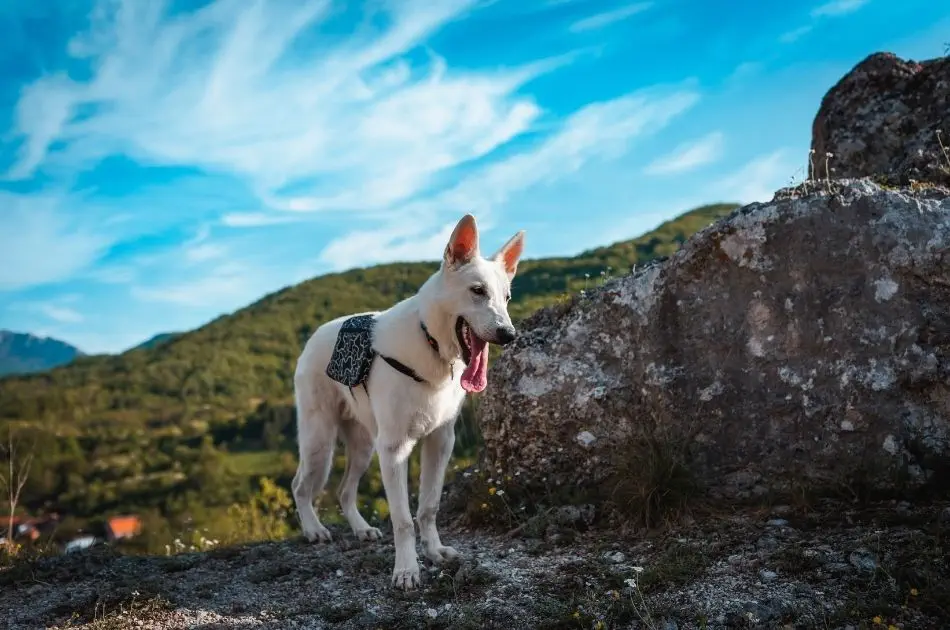 Planera noggrant före vandring med hund