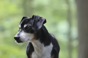 Träna innan tillsammans med hunden