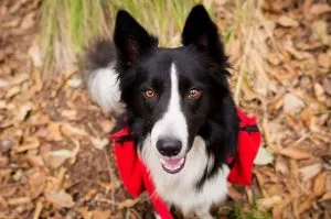 Vandra med hund packa smart